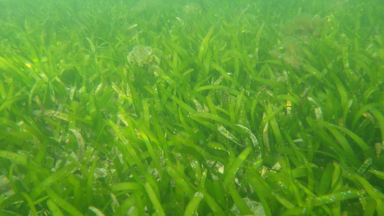 Hệ sinh thái thảm cỏ biển - Bảo Tàng Hải Dương Học