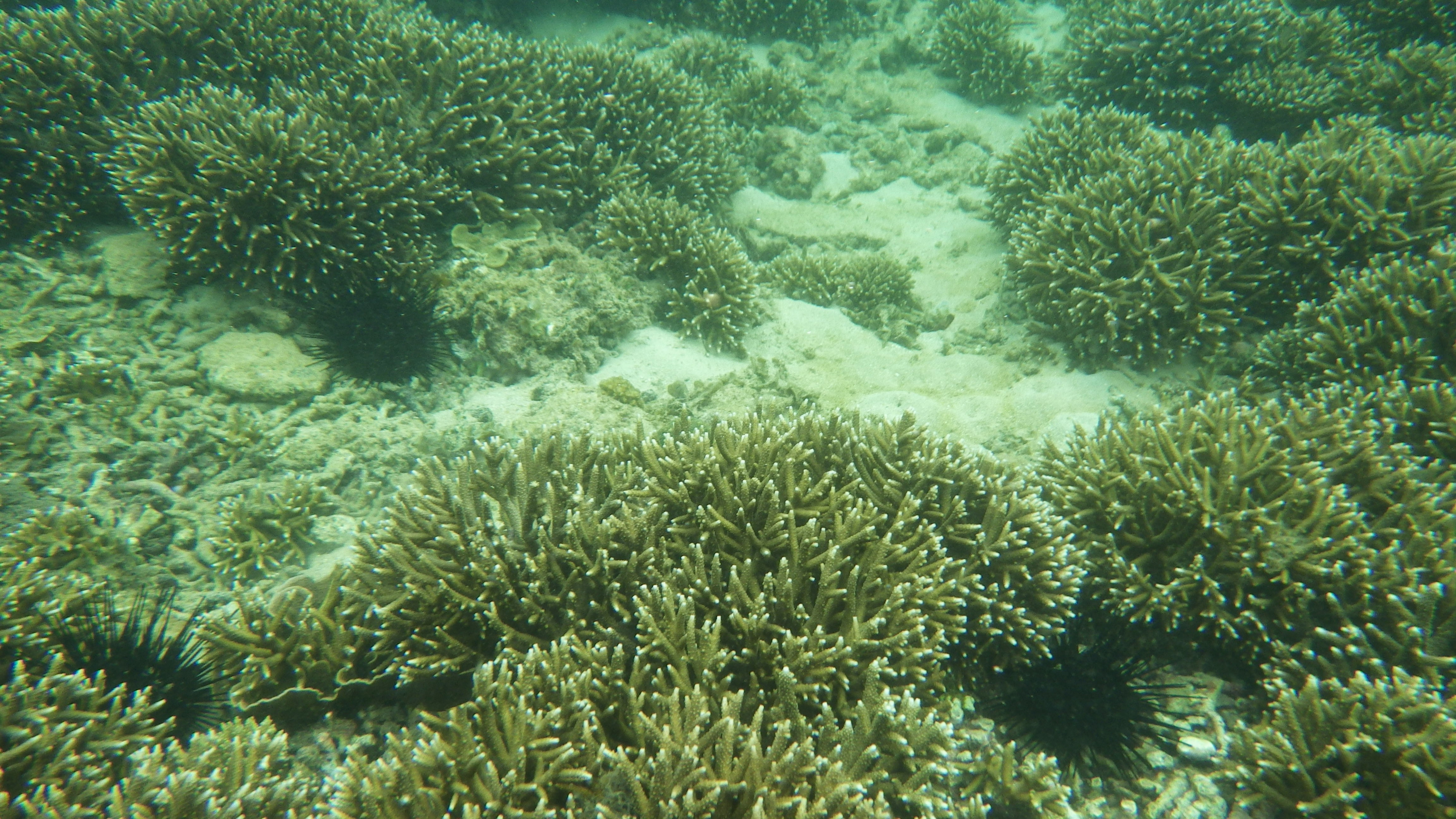 Coral reef ecosystems - Bảo Tàng Hải Dương Học